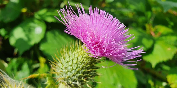 bardane bienfaits et d&eacute;finition