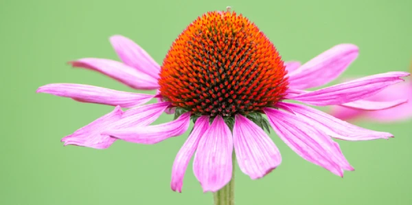 &Eacute;chinac&eacute;e plante m&eacute;dicinale immunit&eacute; naturelle