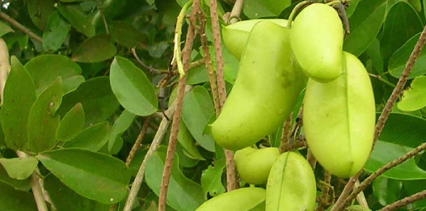 Griffonia simplicifolia graines naturelles