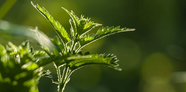 Ortie plante m&eacute;dicinale bienfaits sant&eacute; naturelle