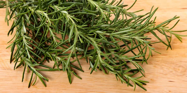 Romarin plante m&eacute;dicinale digestion foie