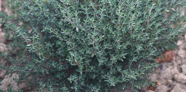 thym plante m&eacute;dicinale bienfaits
