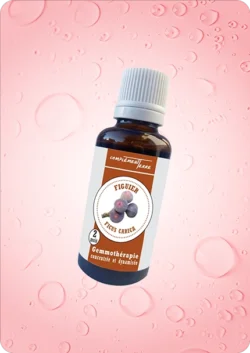 Phytotherapie gemmotherapie figuier